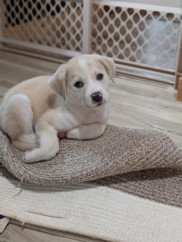 Enlarge Dax, a Adoptable mixed breed in Alma, WI image 4/6