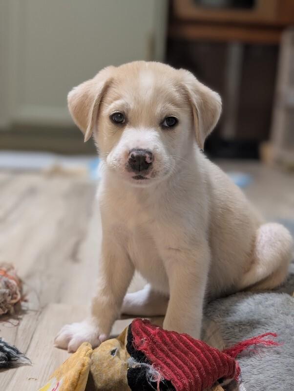 Enlarge Dax, a Adoptable mixed breed in Alma, WI image 5/6