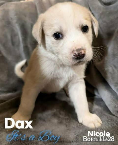 Enlarge Dax, a Adoptable mixed breed in Alma, WI image 6/6