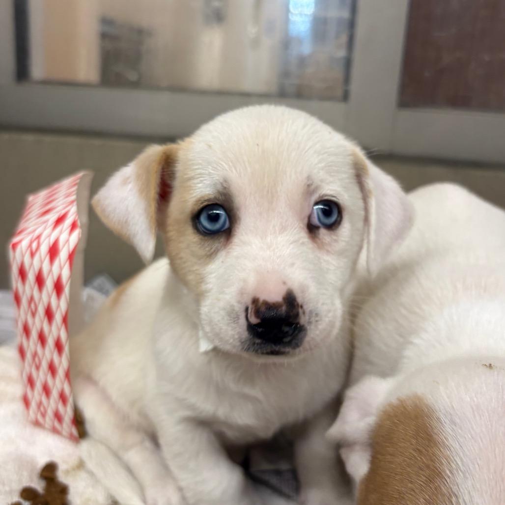 Manda — thumbnail 2