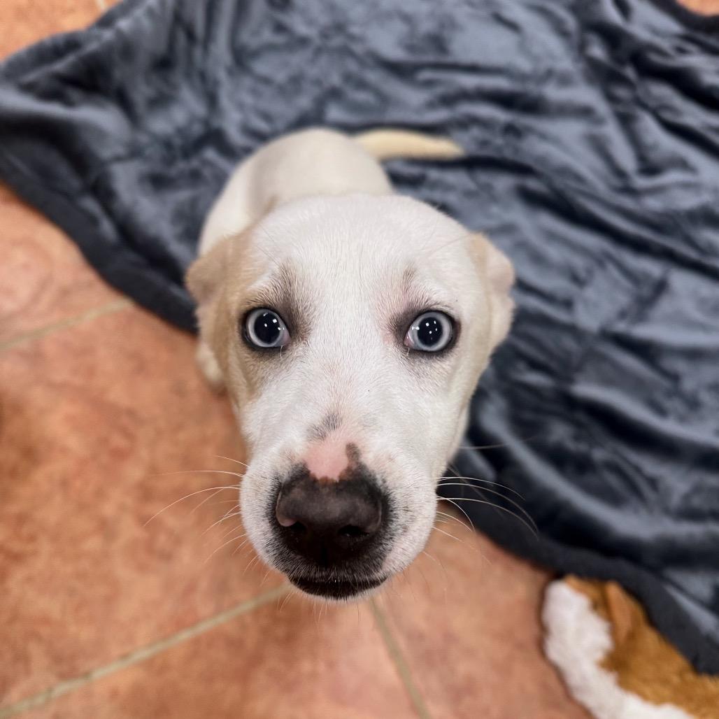 Manda — thumbnail 3