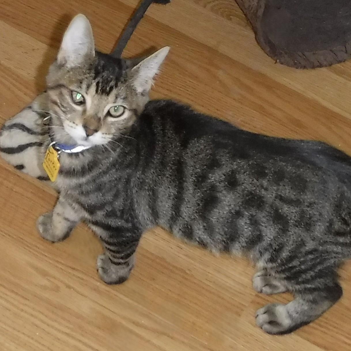 Porter - Affectionate and Fun, Adoptable, Young Male Tabby.