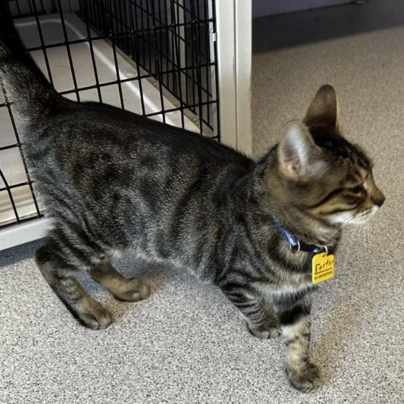 Enlarge Porter - Affectionate and Fun, a Adoptable Tabby in Hoquiam, WA image 4/5