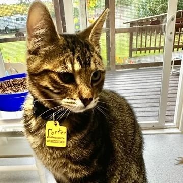 Enlarge Porter - Affectionate and Fun, a Adoptable Tabby in Hoquiam, WA image 3/5