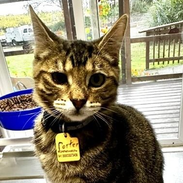 Enlarge Porter - Affectionate and Fun, a Adoptable Tabby in Hoquiam, WA image 2/5