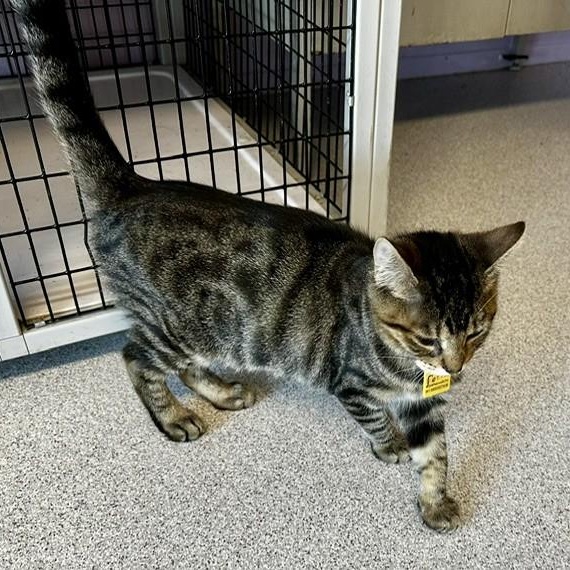Enlarge Porter - Affectionate and Fun, a Adoptable Tabby in Hoquiam, WA image 5/5