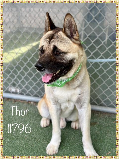 SAY HELLO TO THOR This handsome boy is Thor He arrived at the shelter as a lost dog on 71025