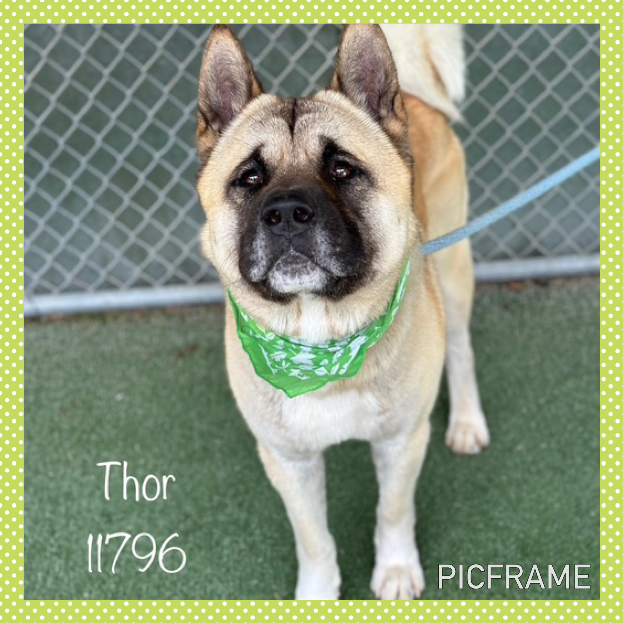 SAY HELLO TO THOR This handsome boy is Thor He arrived at the shelter as a lost dog on 71025