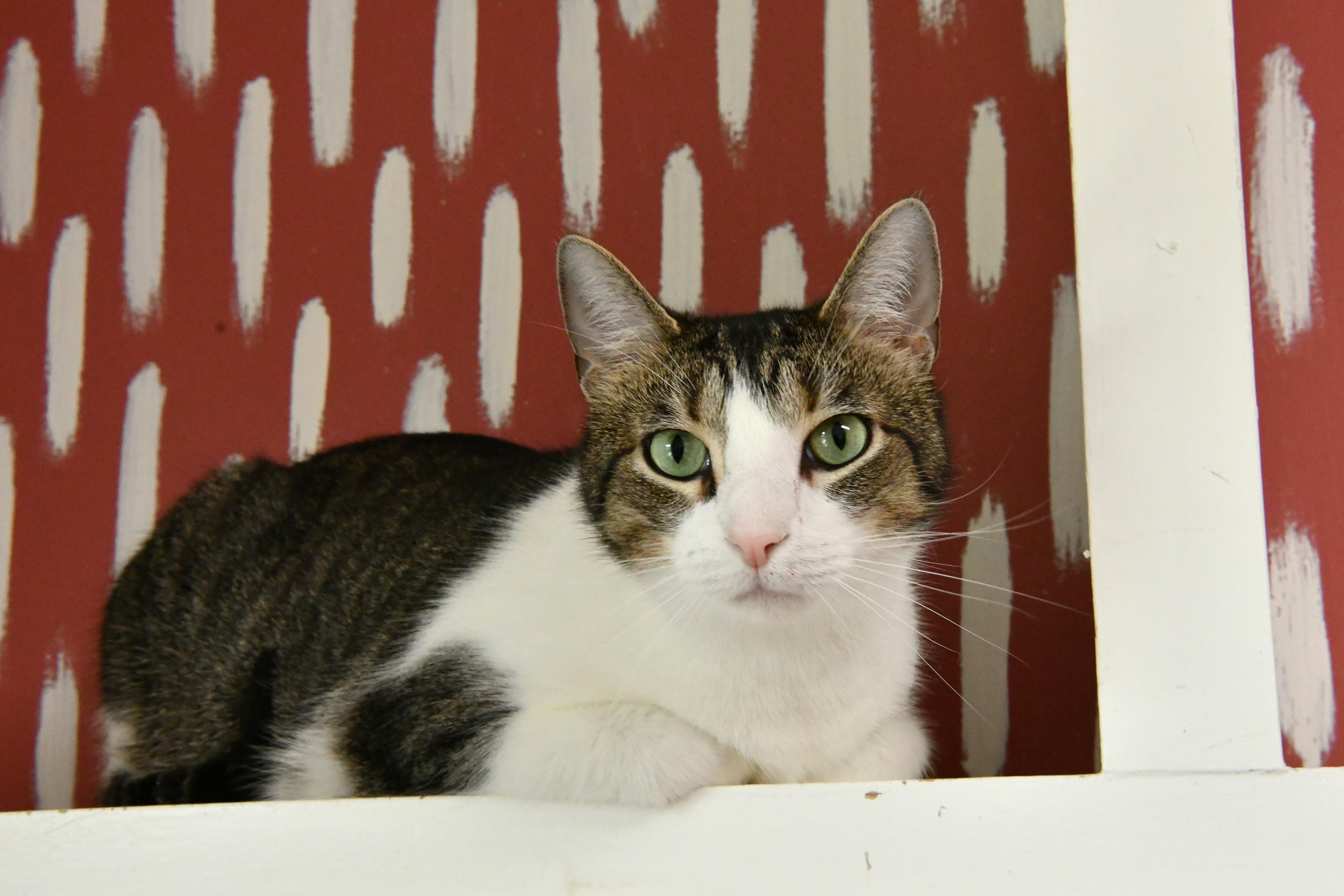 Tini, adopted, Adult Male Domestic Short Hair.