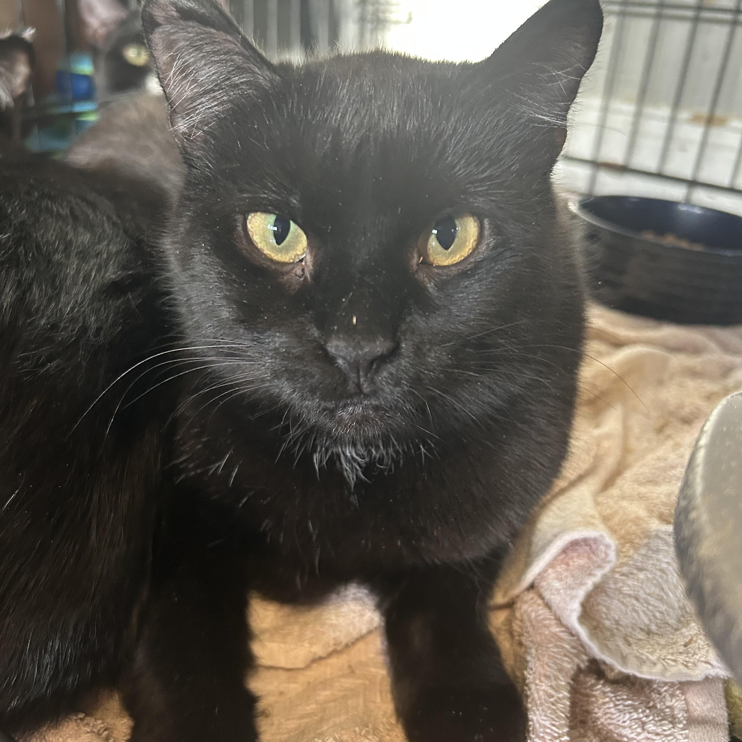 Enlarge Alexandra, a Adoptable Domestic Short Hair in Fredericton, NB image 1/4