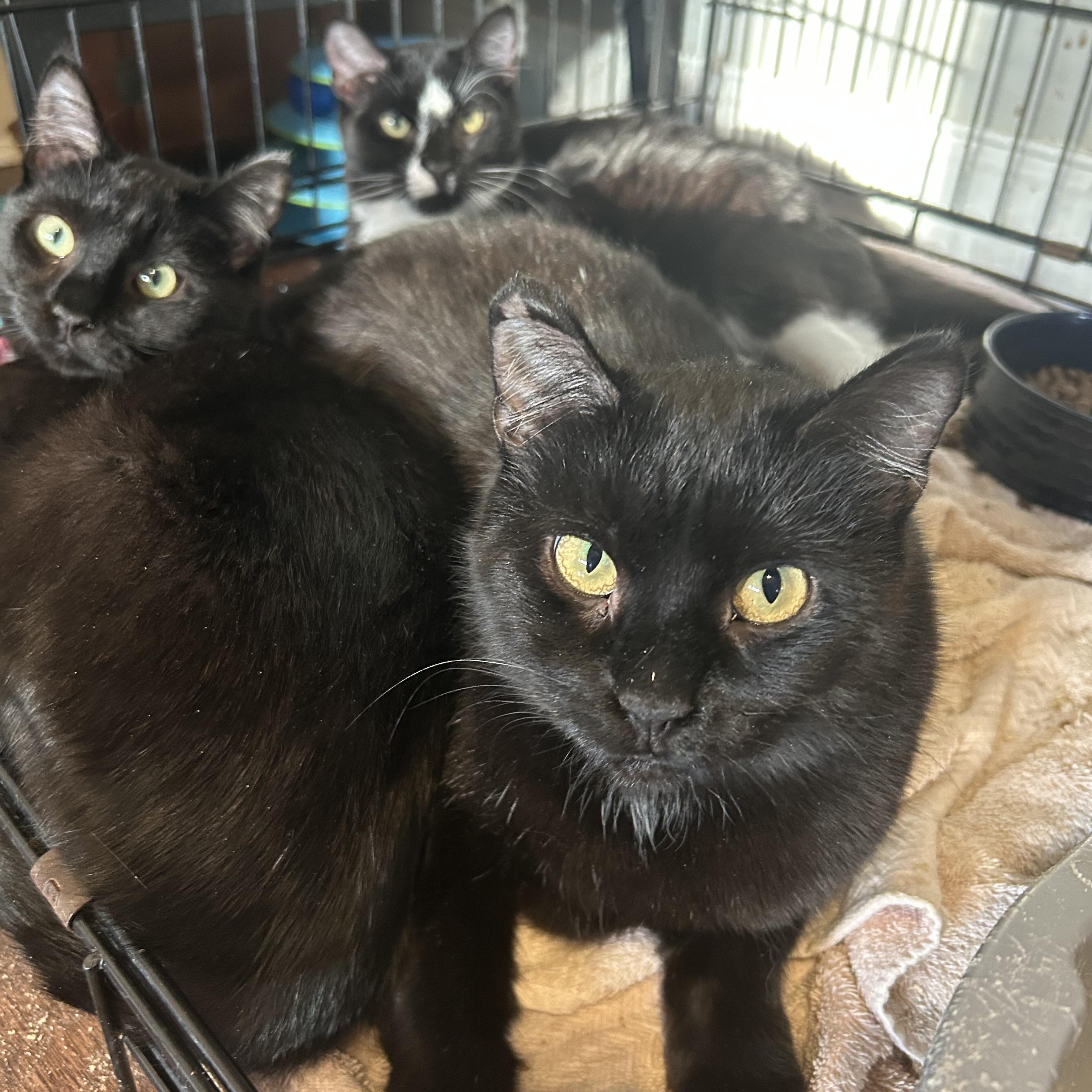 Enlarge Alexandra, a Adoptable Domestic Short Hair in Fredericton, NB image 2/4