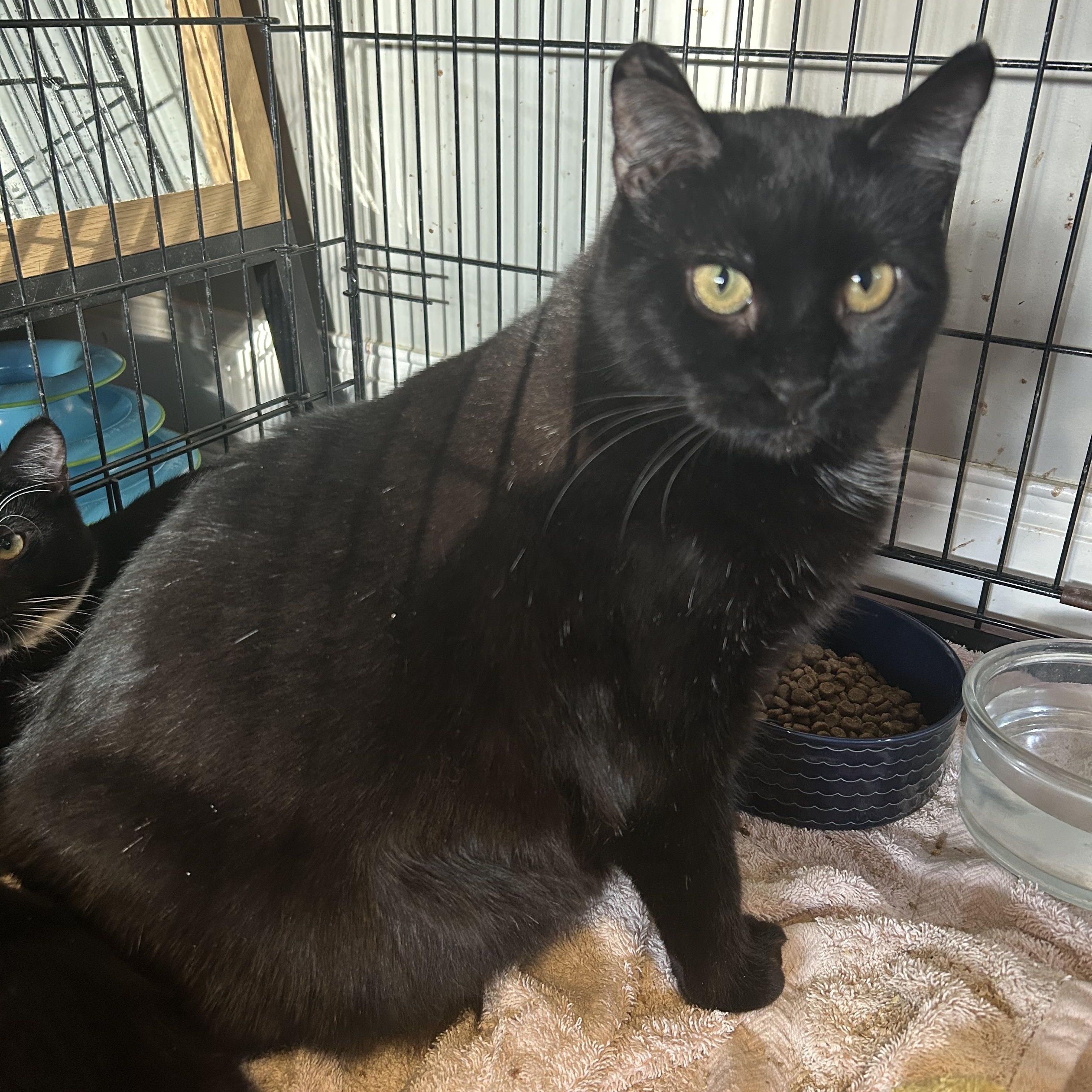 Enlarge Alexandra, a Adoptable Domestic Short Hair in Fredericton, NB image 3/4