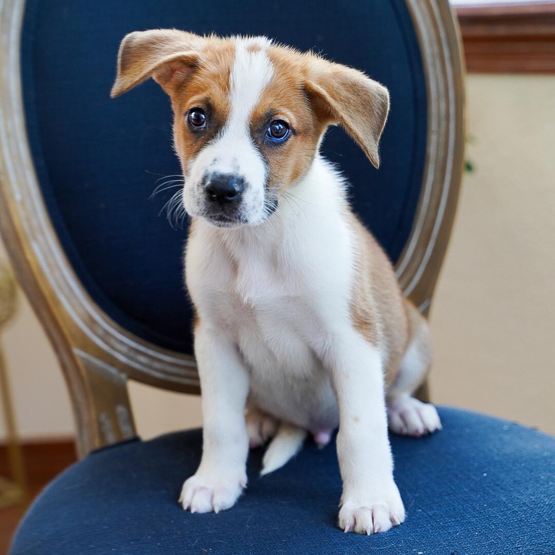 Bandit, a ADOPTABLE mixed breed in Fort Collins, CO image 4/6