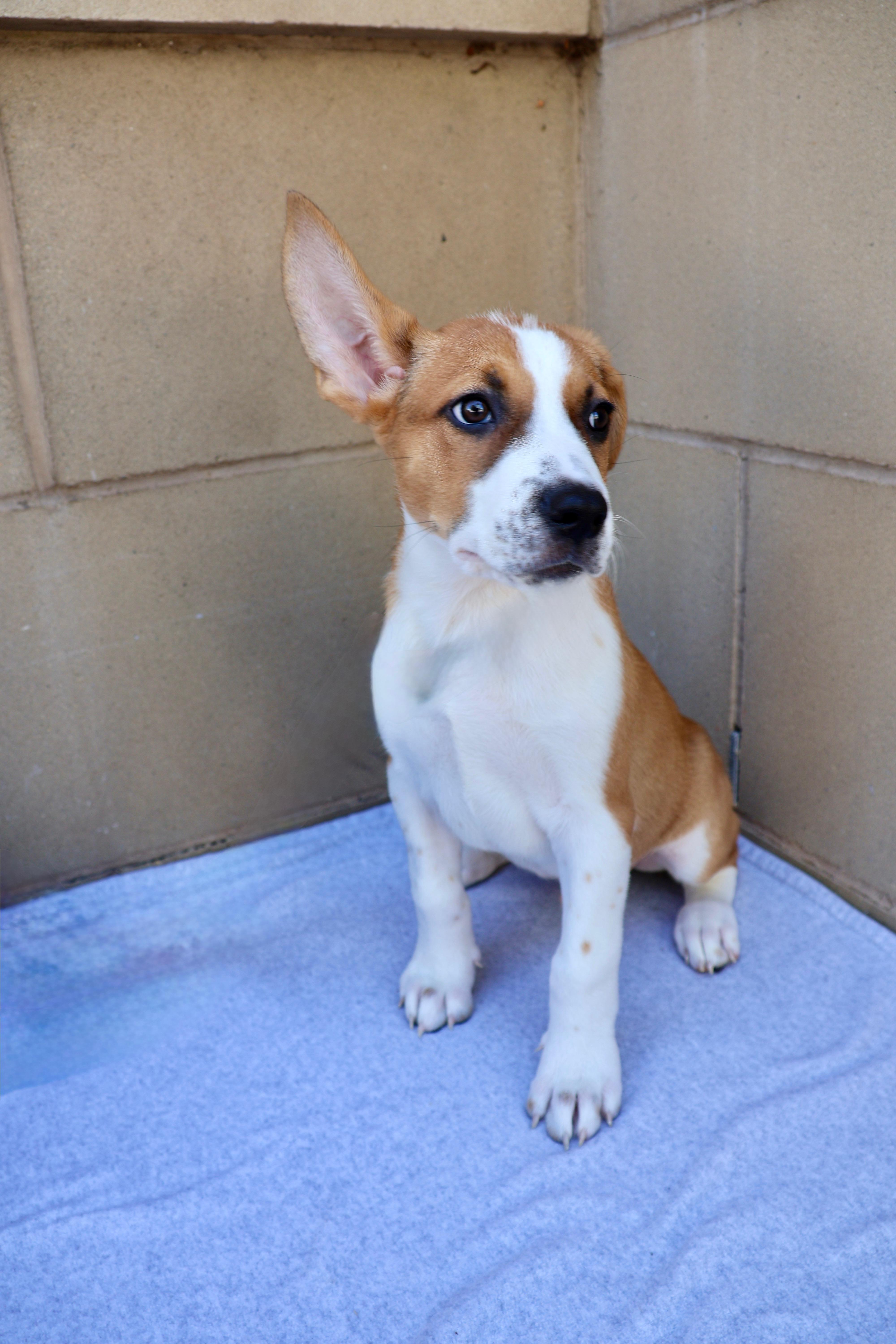 Bandit, a ADOPTABLE mixed breed in Fort Collins, CO image 2/6