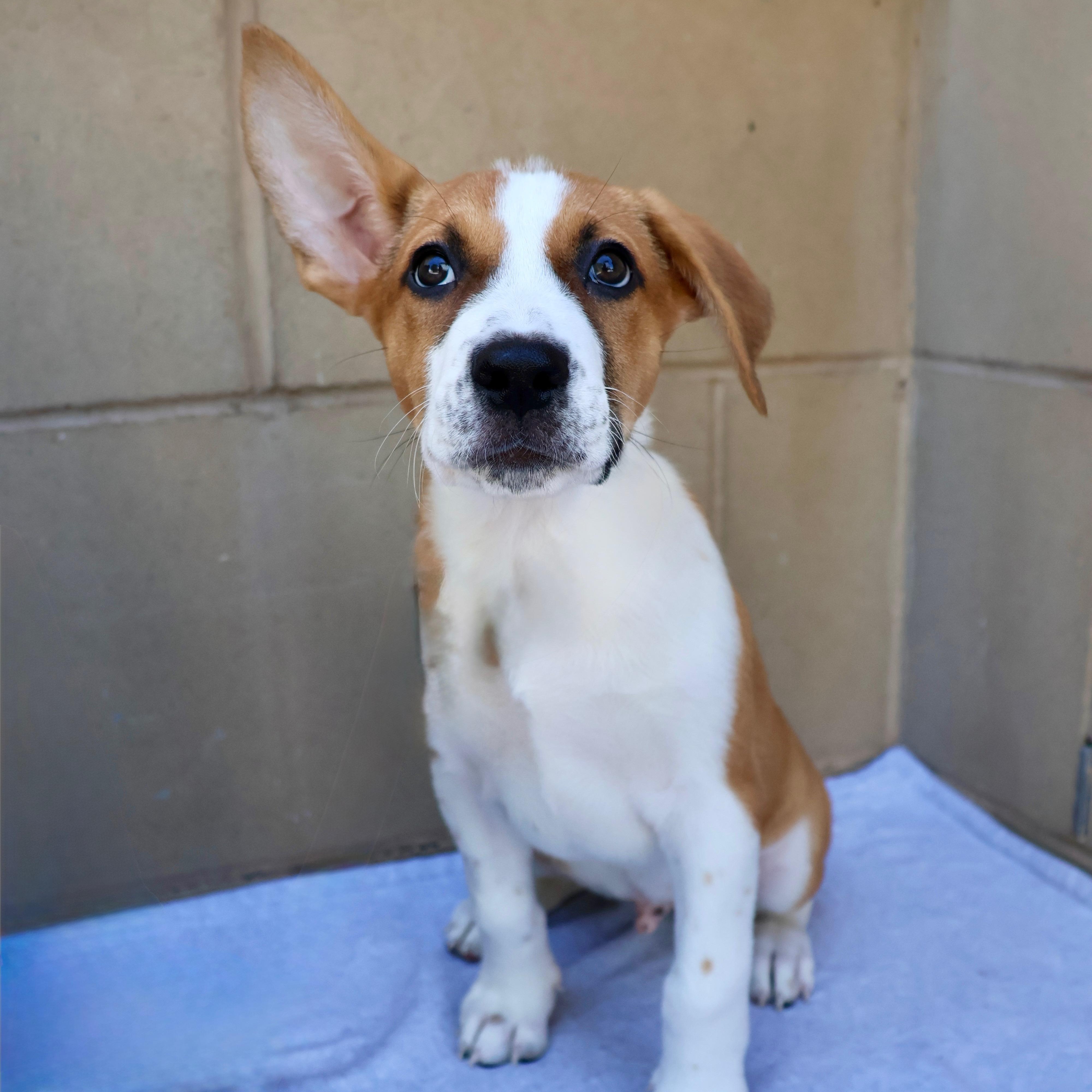 Bandit, a ADOPTABLE mixed breed in Fort Collins, CO image 1/6