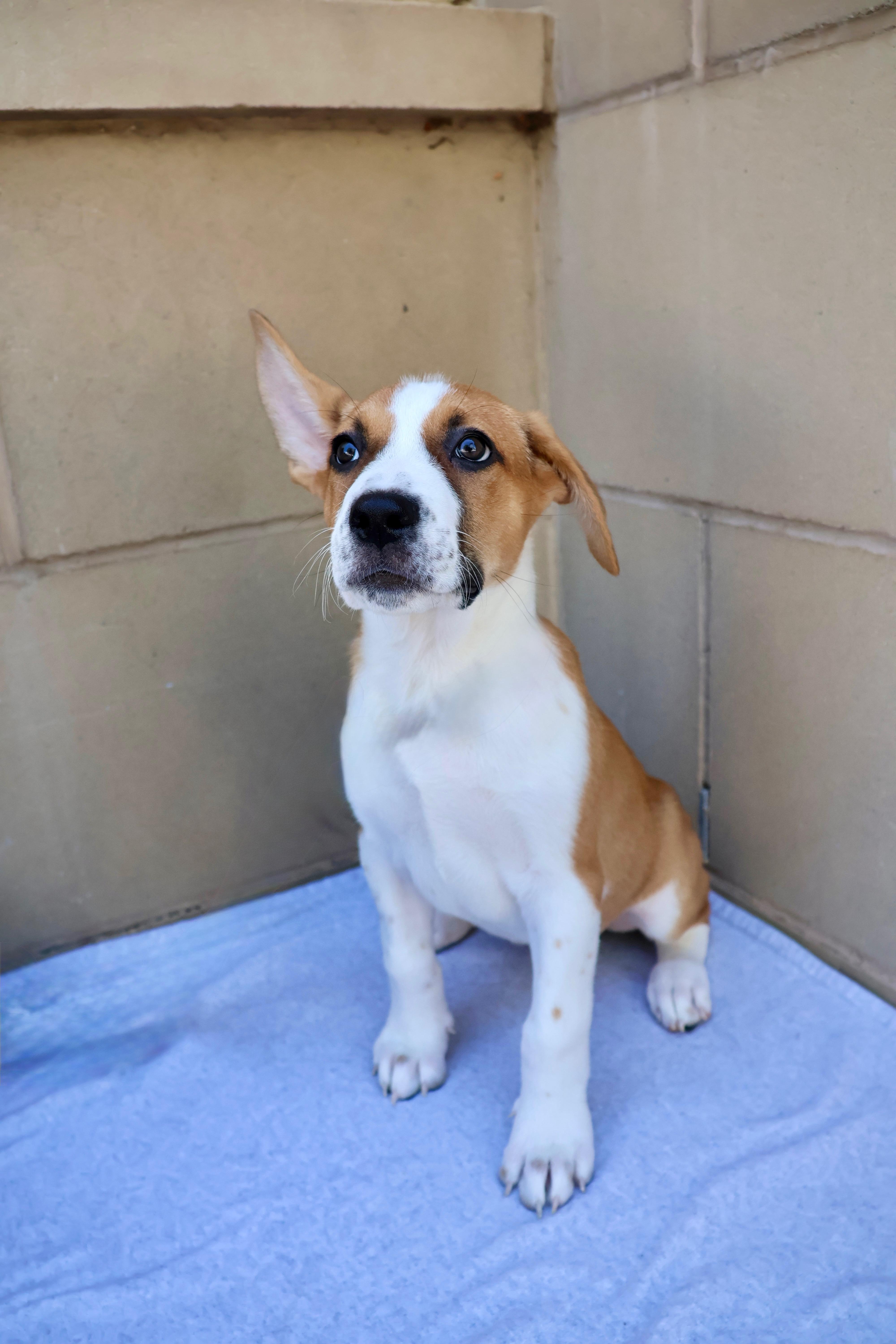 Bandit, a ADOPTABLE mixed breed in Fort Collins, CO image 3/6
