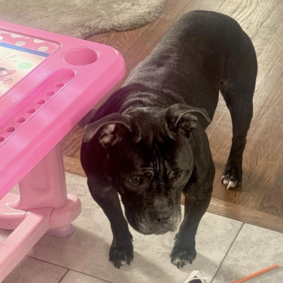 Enlarge MEET NALA - SUPER SWEET, CHILD & DOG FRIENDLY GIRL - AGE 6-FIXED, a ADOPTABLE mixed breed in Clifton, NJ image 2/6