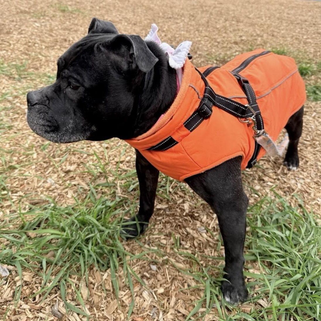 Enlarge MEET NALA - SUPER SWEET, CHILD & DOG FRIENDLY GIRL - AGE 6-FIXED, a ADOPTABLE mixed breed in Clifton, NJ image 5/6