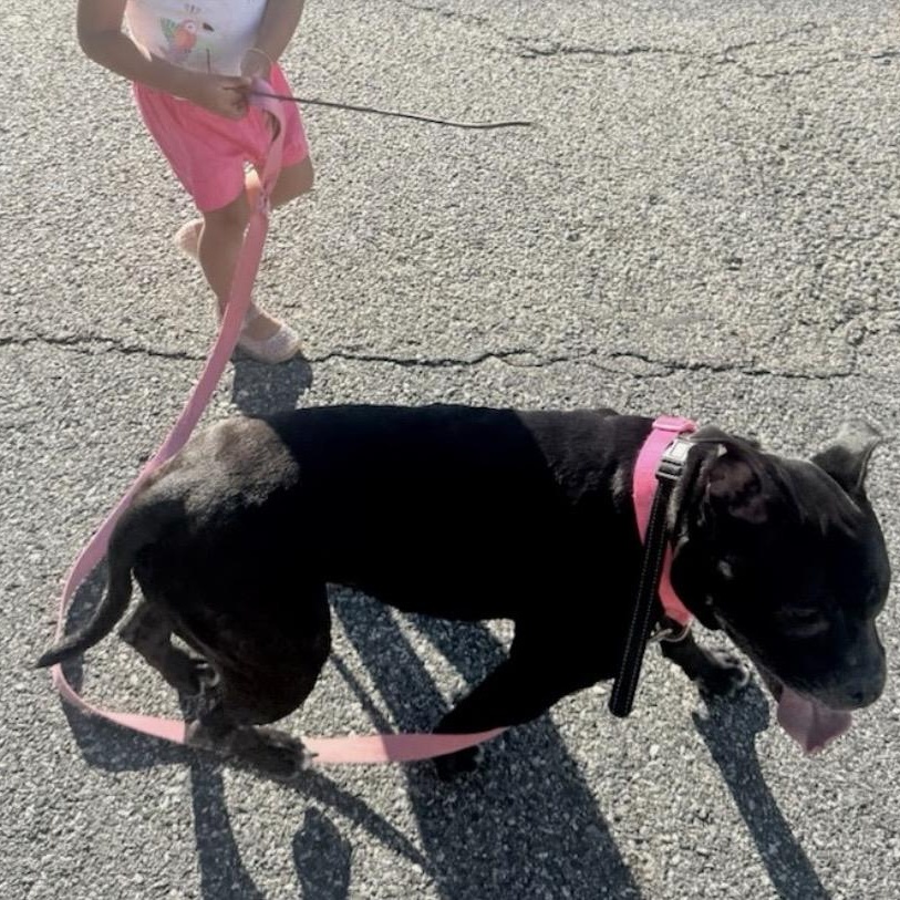 Enlarge MEET NALA - SUPER SWEET, CHILD & DOG FRIENDLY GIRL - AGE 6-FIXED, a ADOPTABLE mixed breed in Clifton, NJ image 4/6