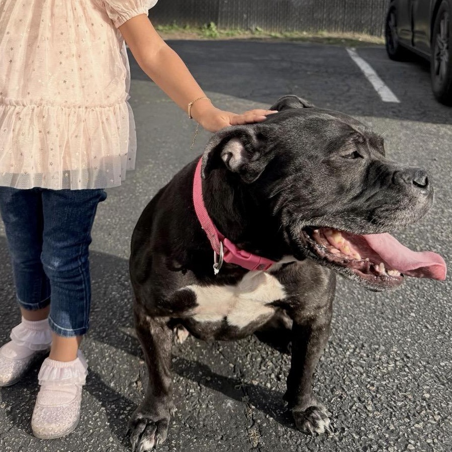 MEET NALA - SUPER SWEET, CHILD & DOG FRIENDLY GIRL - AGE 6-FIXED, ADOPTABLE, Adult Female American Bully.