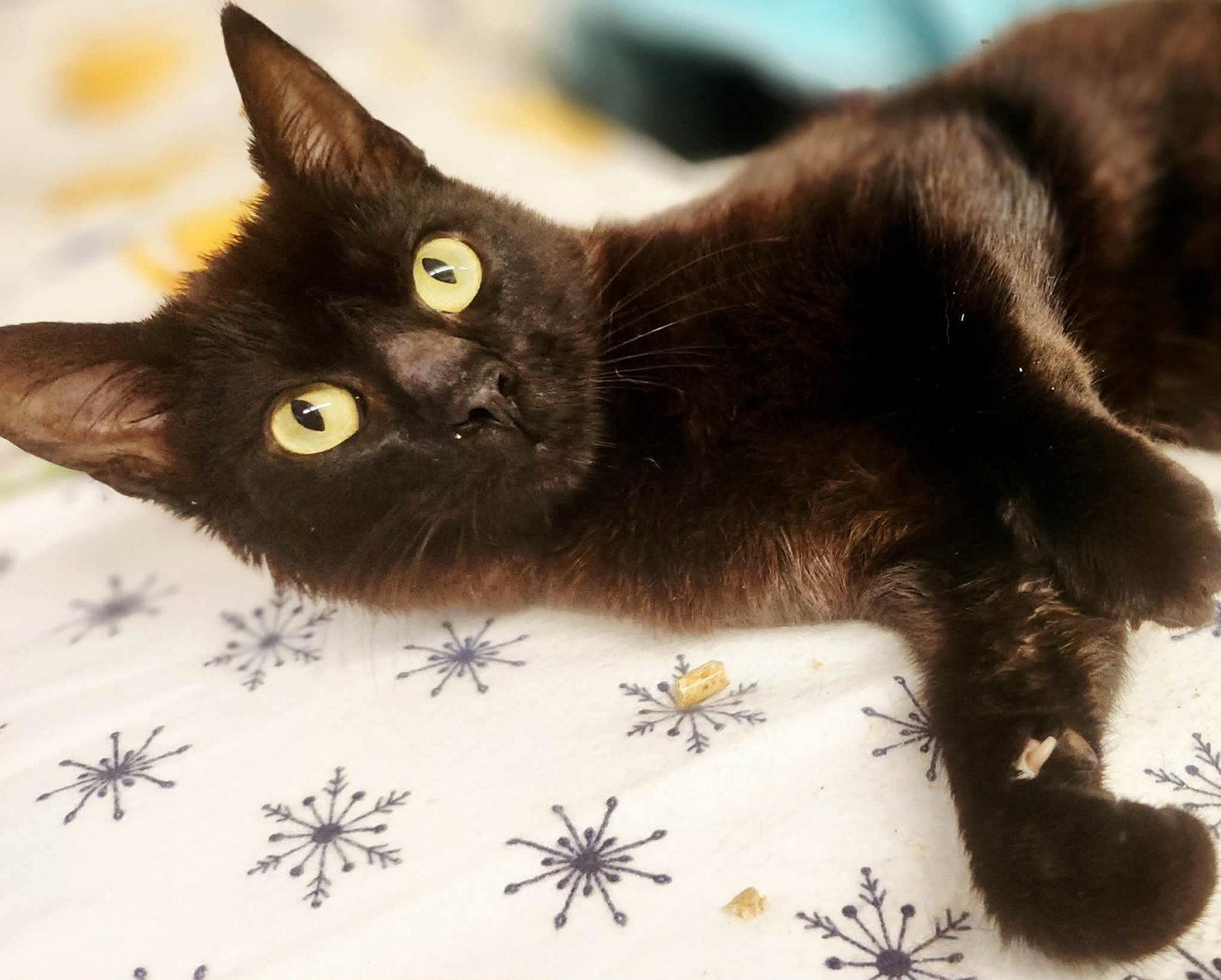 Enlarge Jellybean, a Adoptable Domestic Short Hair in Social Circle, GA image 1/3