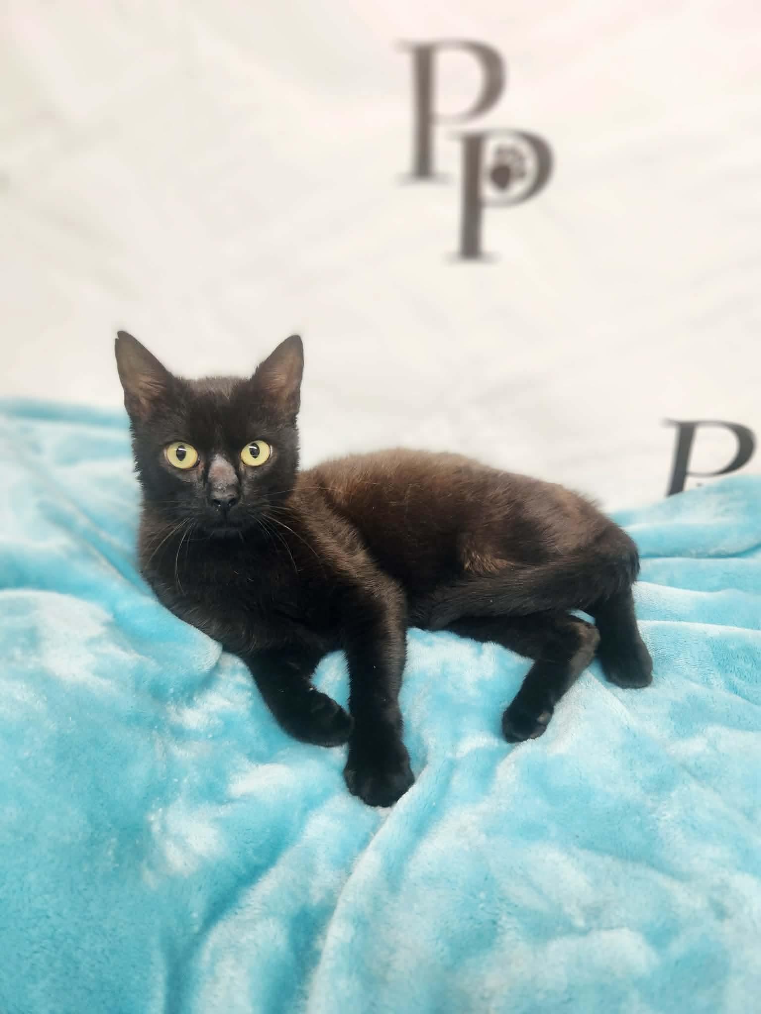Enlarge Jellybean, a Adoptable Domestic Short Hair in Social Circle, GA image 2/3