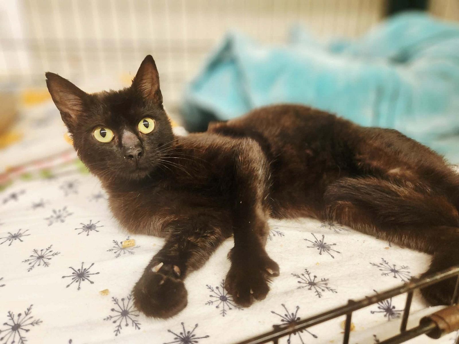 Enlarge Jellybean, a Adoptable Domestic Short Hair in Social Circle, GA image 3/3