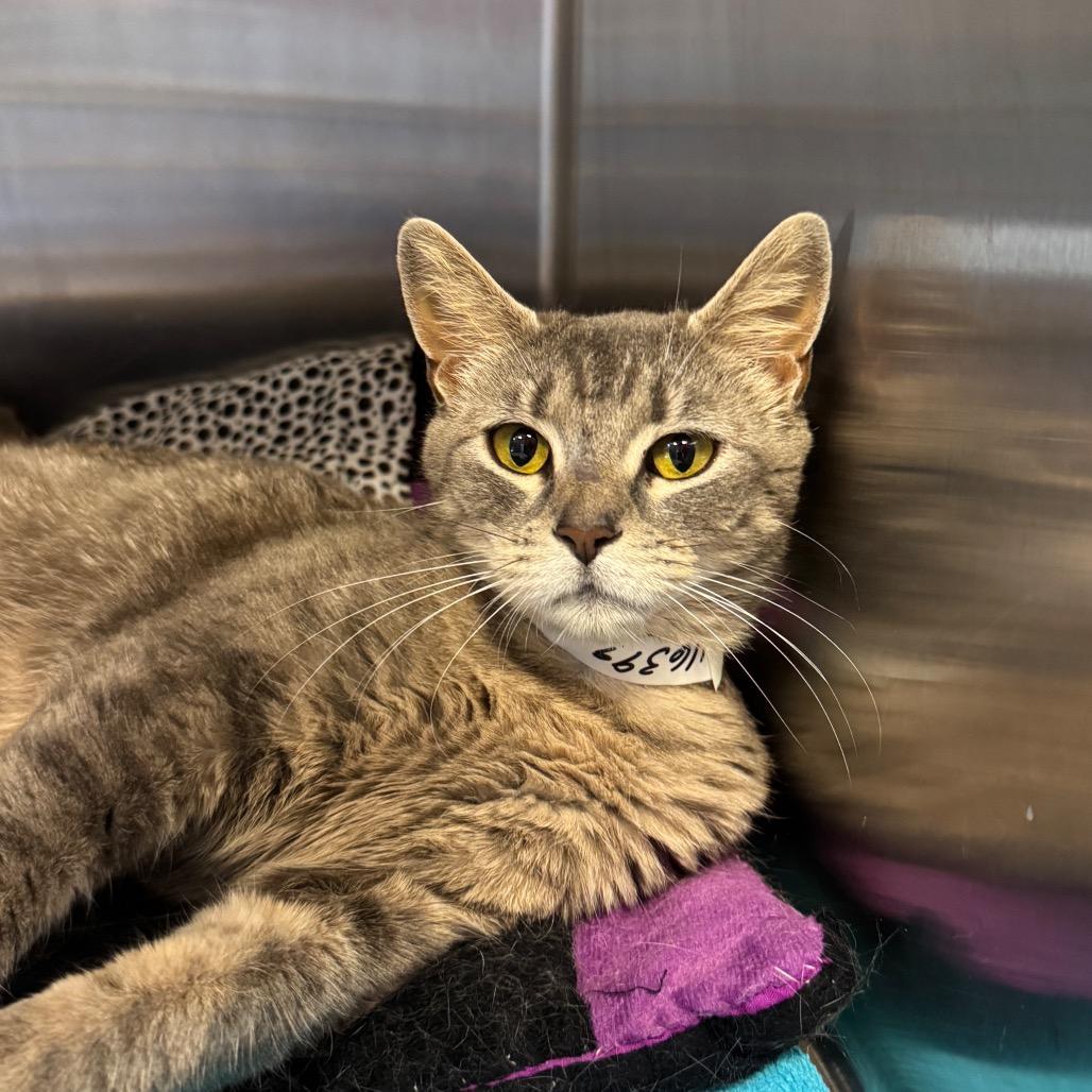 Salsa, Adoptable, Young Female Domestic Short Hair.