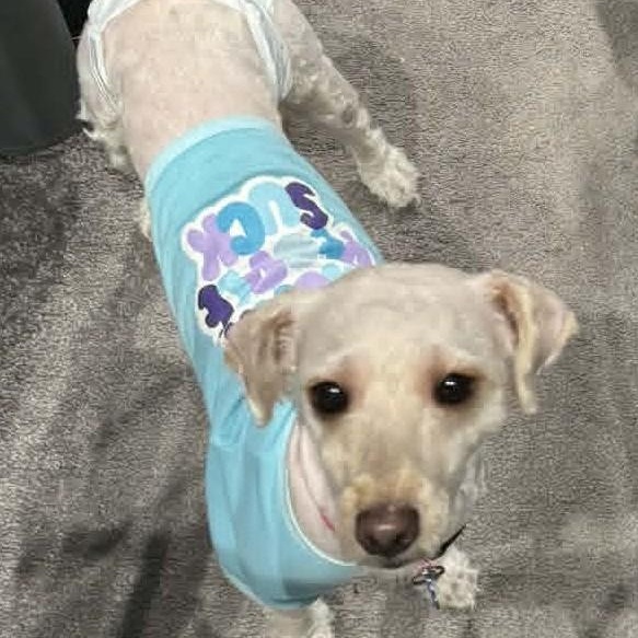 Butters, ADOPTABLE, Young Female Miniature Poodle.
