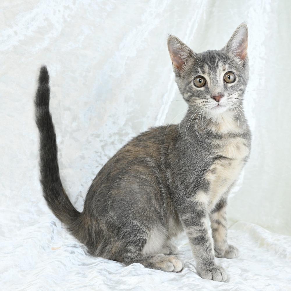 Curry, a Adoptable Domestic Medium Hair in Mobile, AL image 1/6