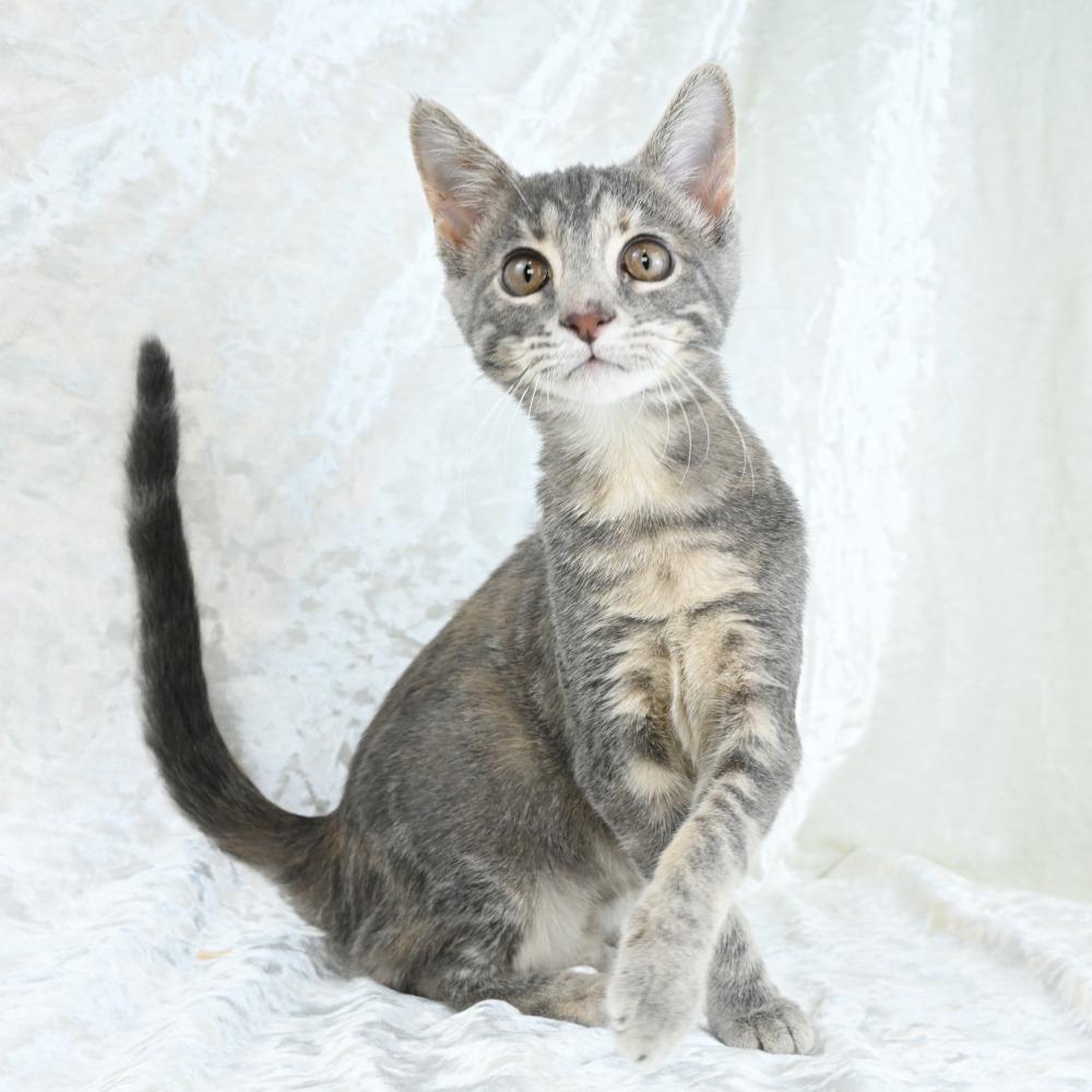 Curry, a Adoptable Domestic Medium Hair in Mobile, AL image 3/6