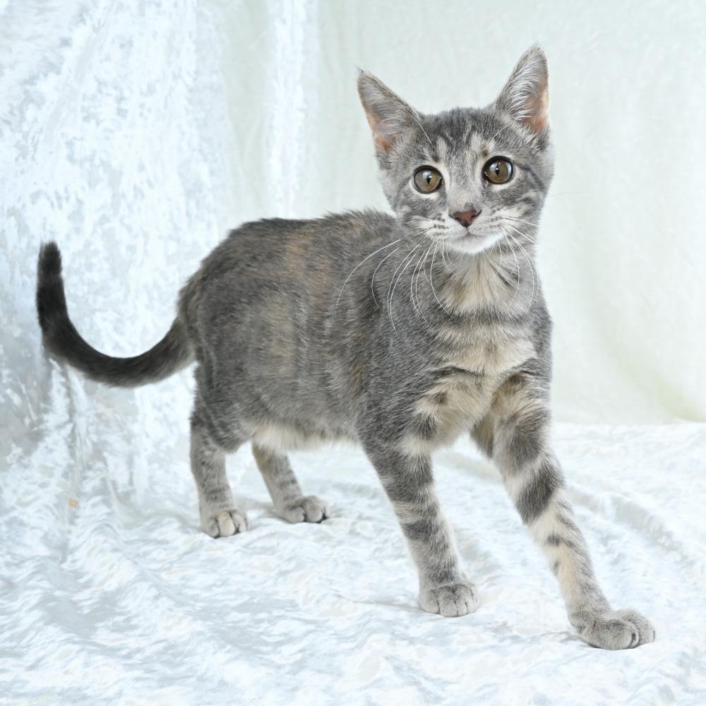 Curry, a Adoptable Domestic Medium Hair in Mobile, AL image 4/6