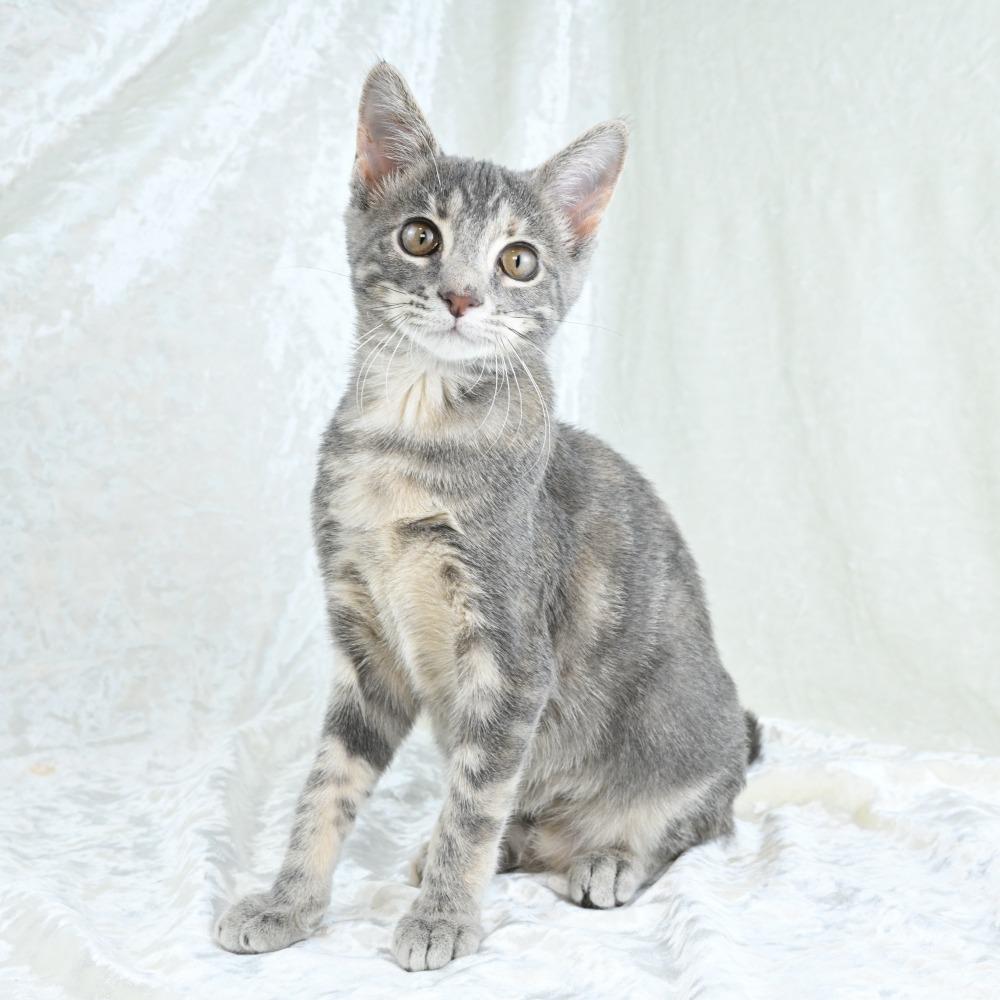 Curry, a Adoptable Domestic Medium Hair in Mobile, AL image 5/6