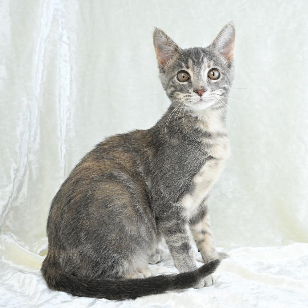 Curry, a Adoptable Domestic Medium Hair in Mobile, AL image 6/6