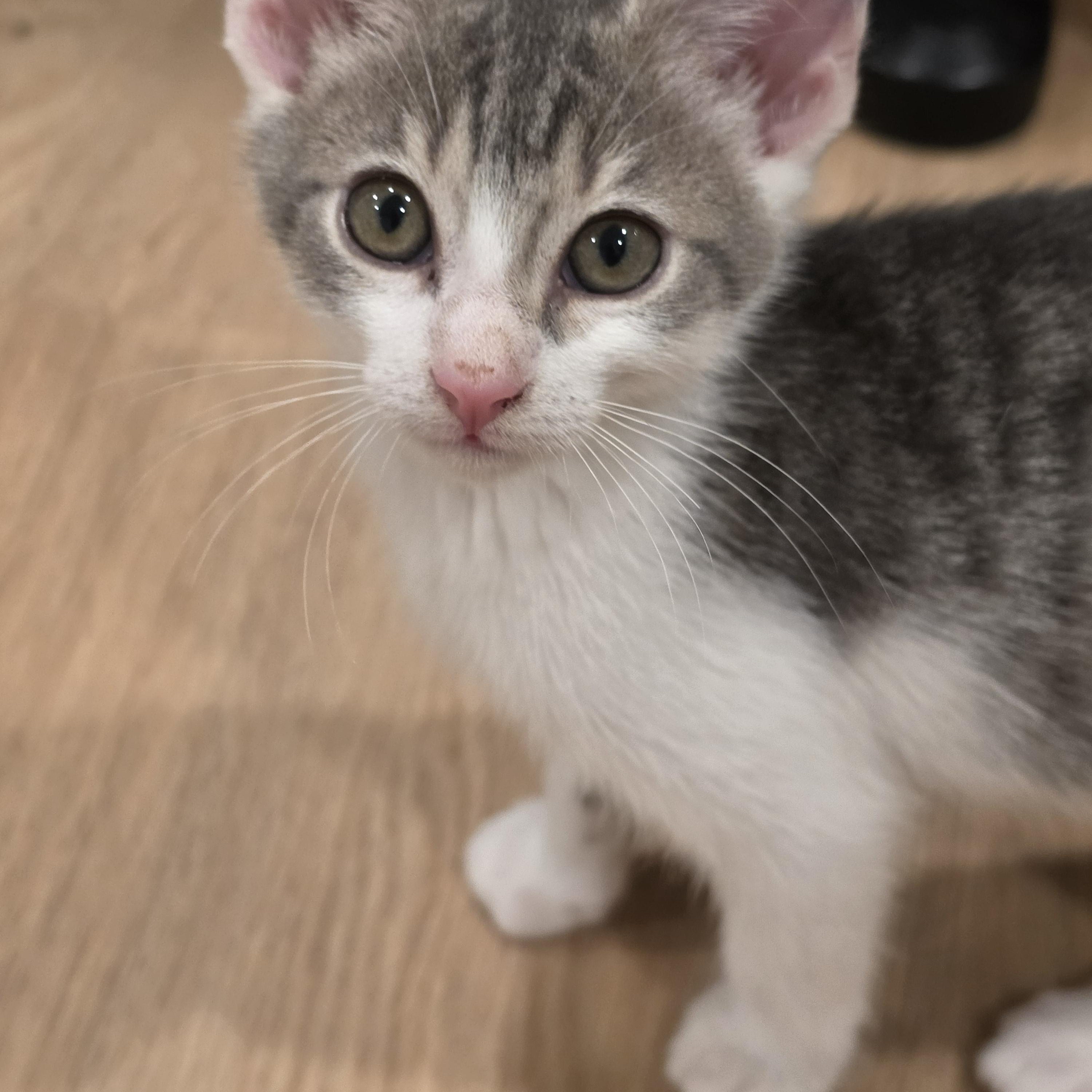 Kal, ADOPTABLE, Kitten Male Tabby.