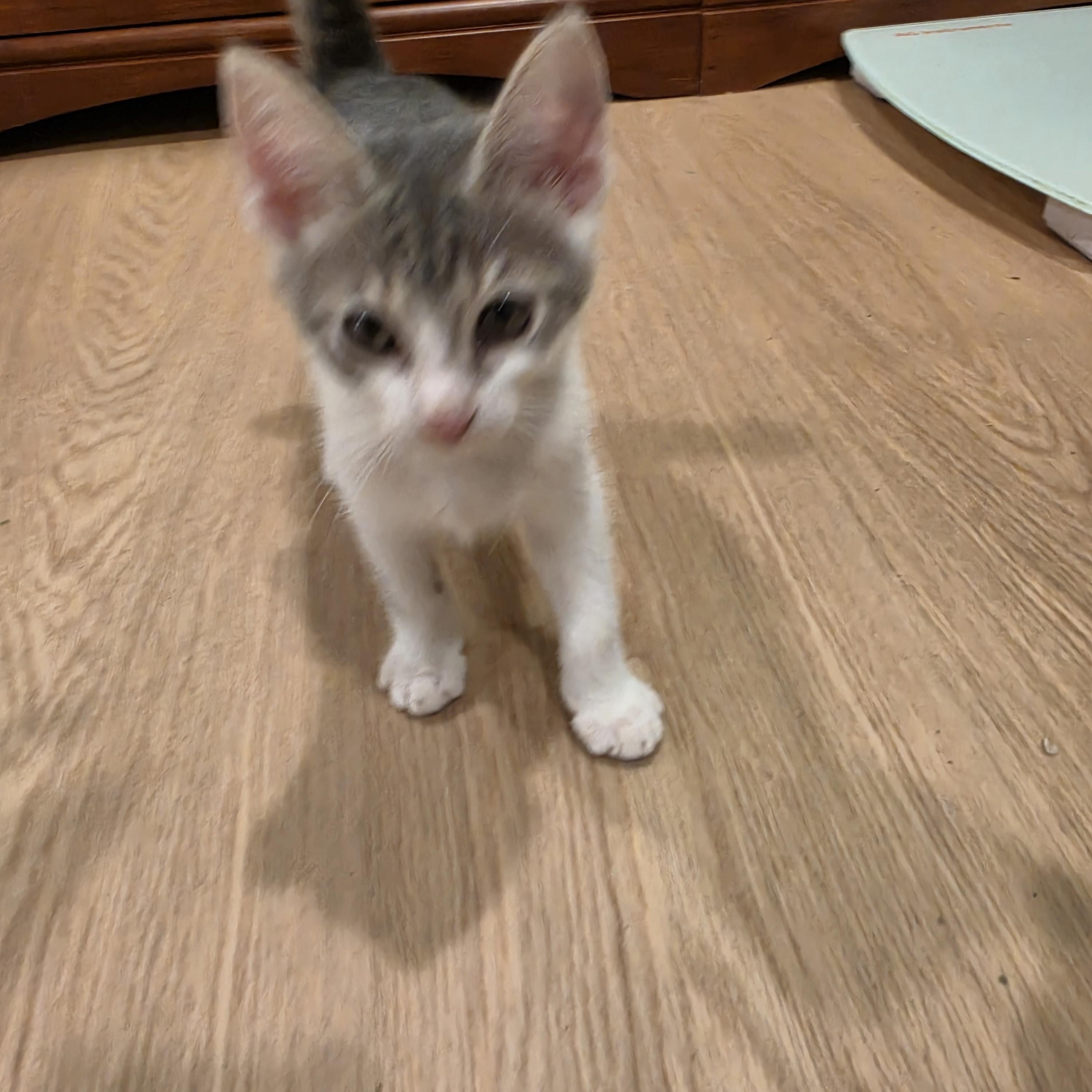 Kal, a ADOPTABLE Tabby in Lawrenceville, GA image 4/4