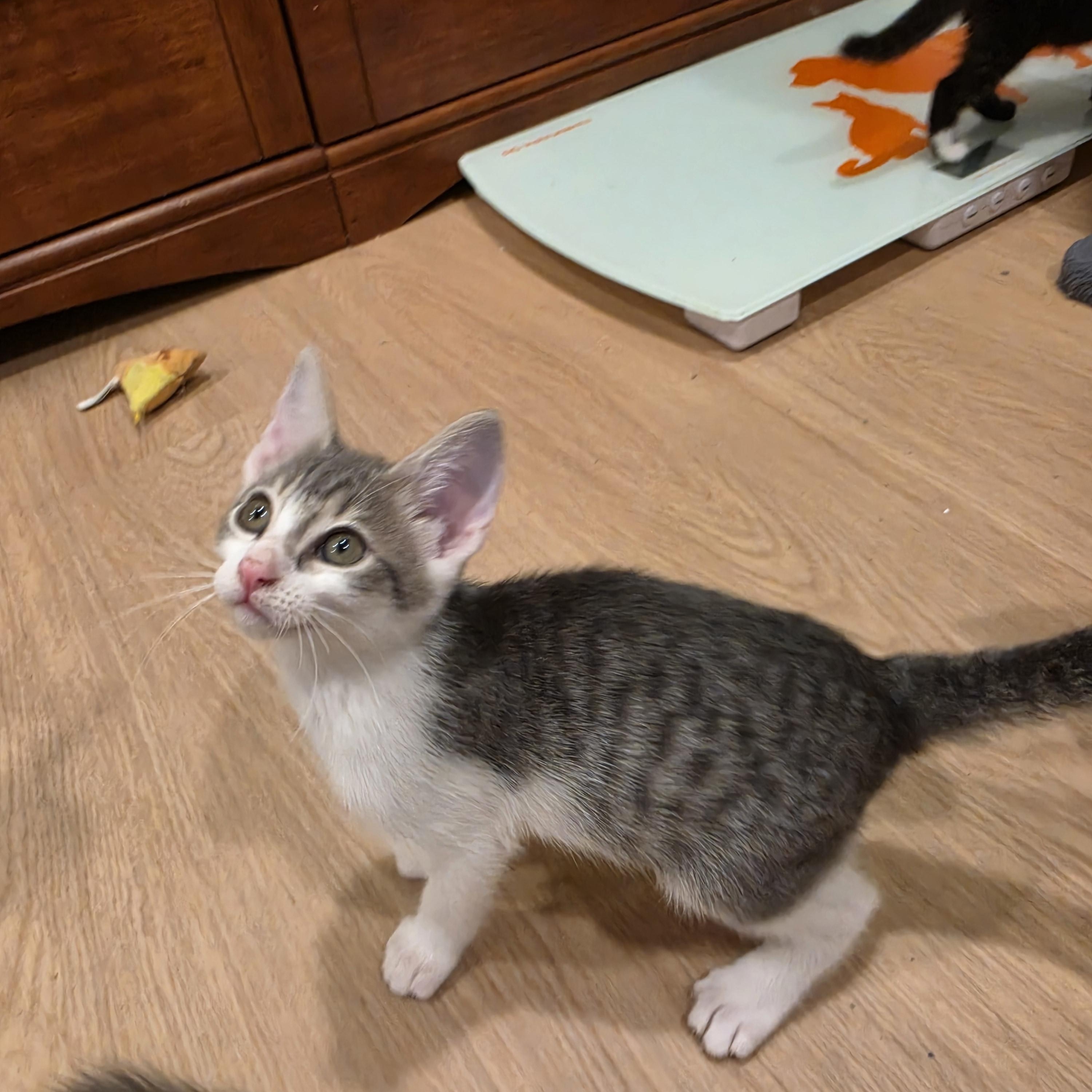 Kal, a ADOPTABLE Tabby in Lawrenceville, GA image 2/4