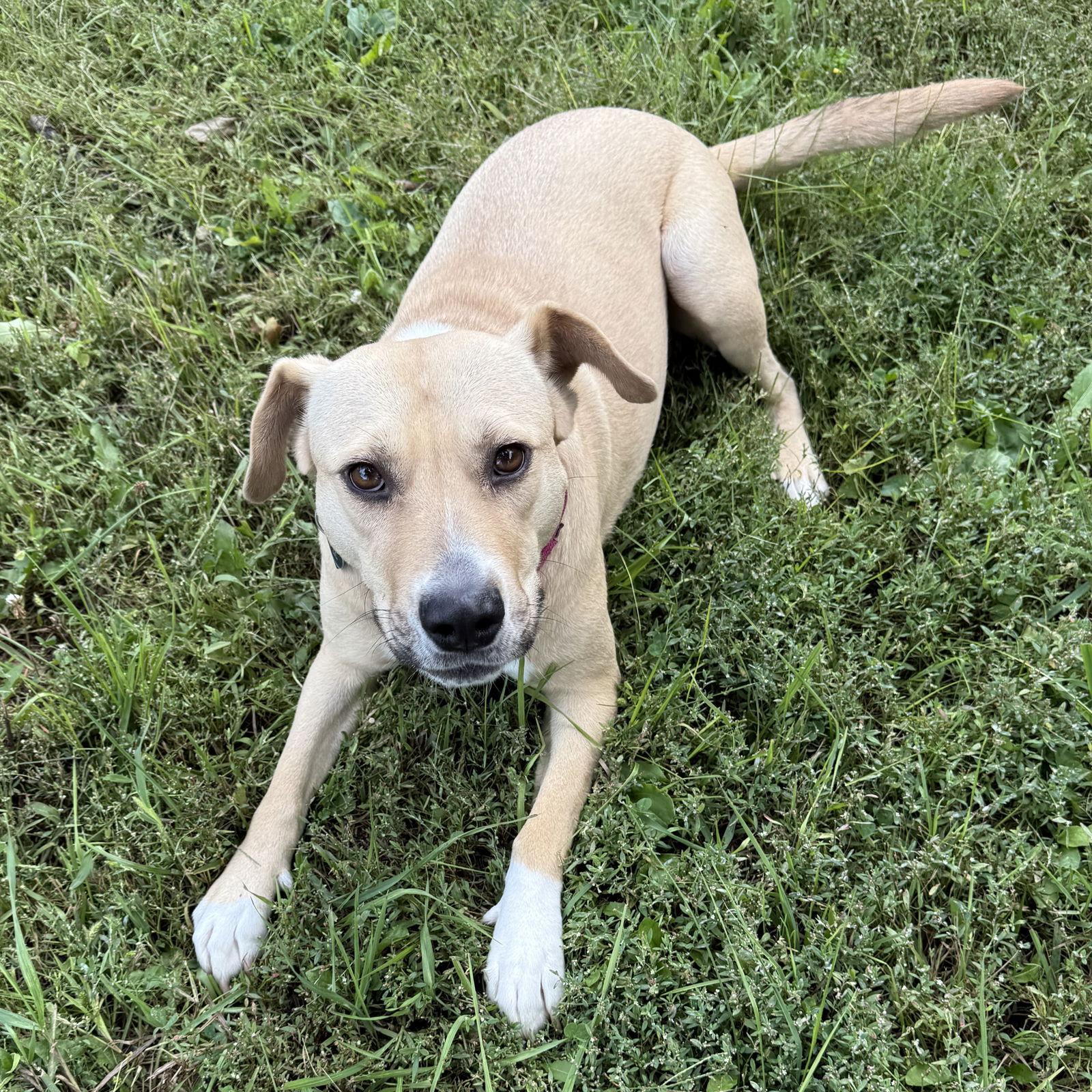 Kitchen, Adoptable, Adult Female Pit Bull Terrier.