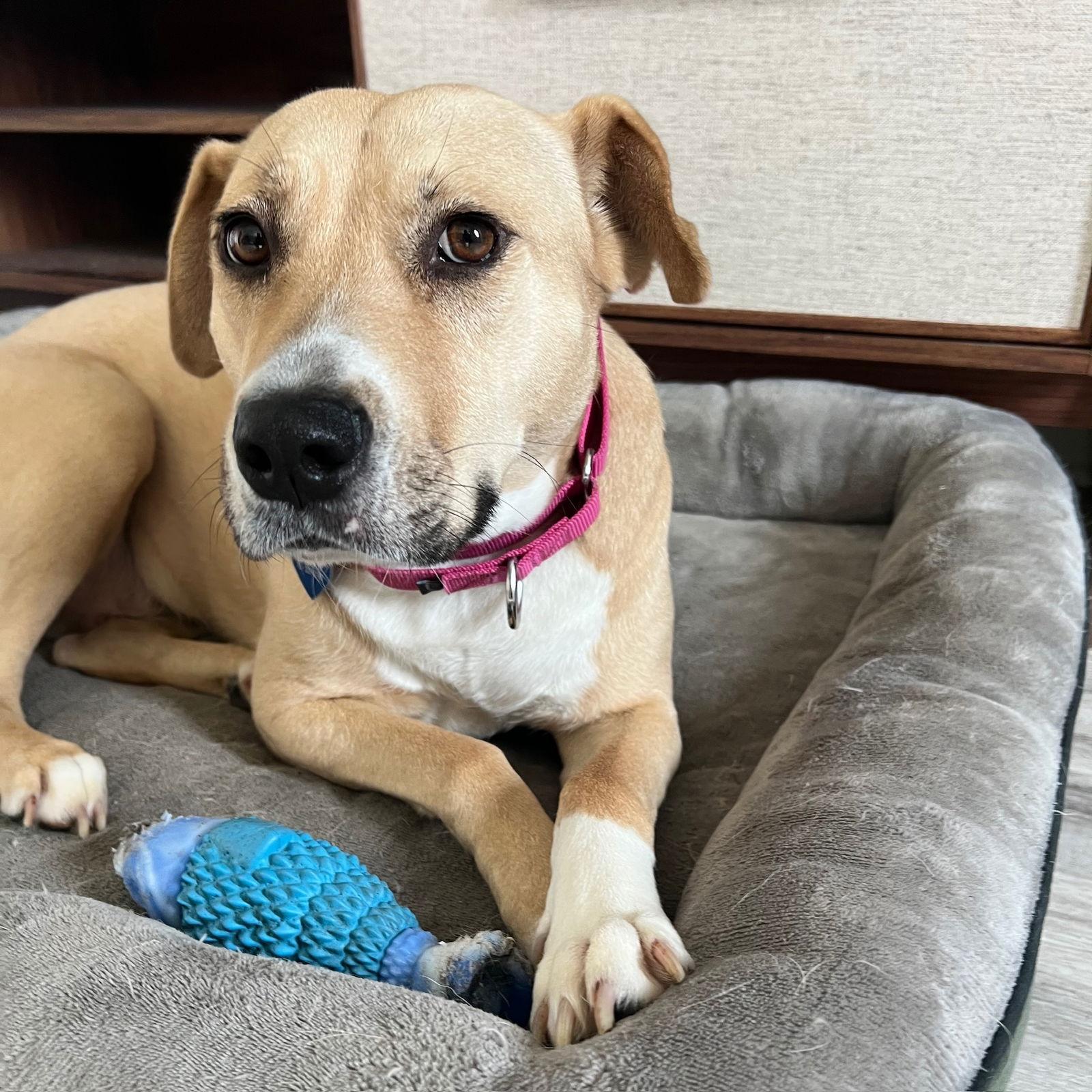 Kitchen, a Adoptable Pit Bull Terrier in Fargo, ND image 2/3