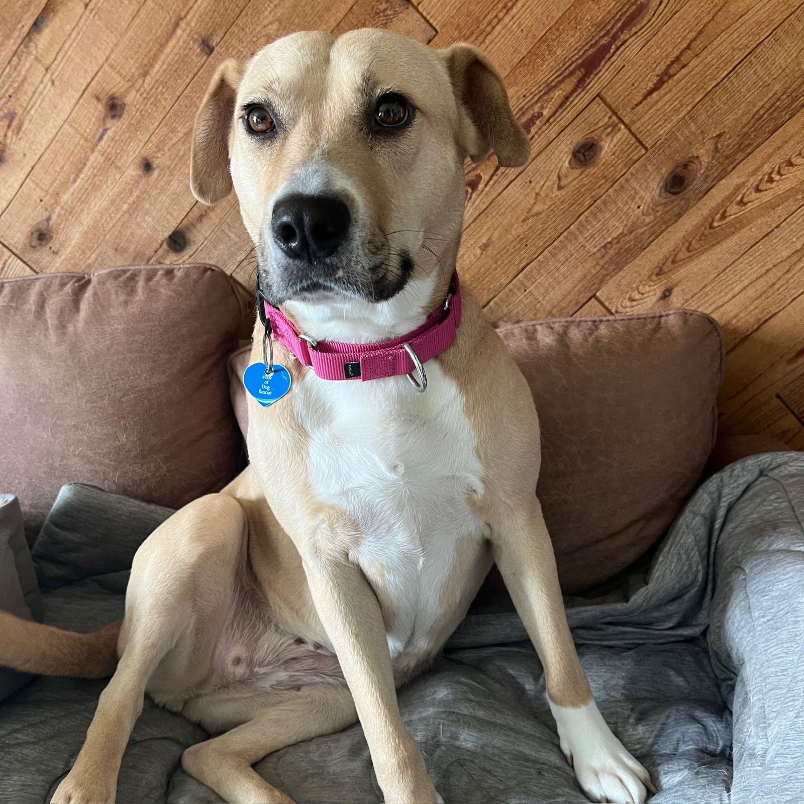 Kitchen, a Adoptable Pit Bull Terrier in Fargo, ND image 3/3
