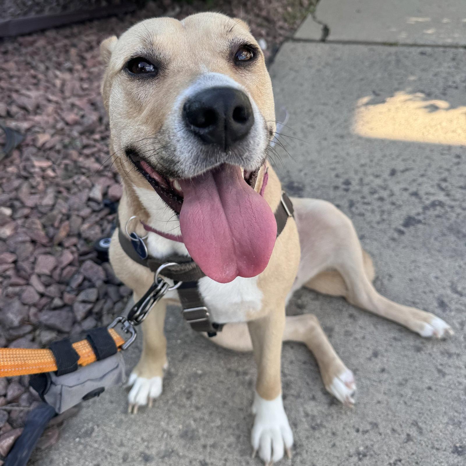 Enlarge Kitchen, a Adoptable Pit Bull Terrier in Fargo, ND image 3/3