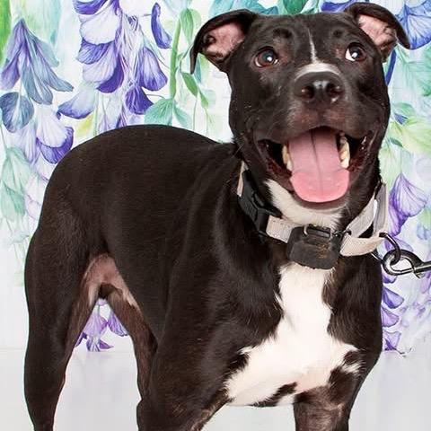 Stitch, Adoptable, Young Male Mixed Breed.