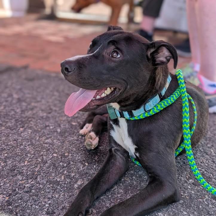 Stitch, Adoptable, Young Male Mixed Breed.