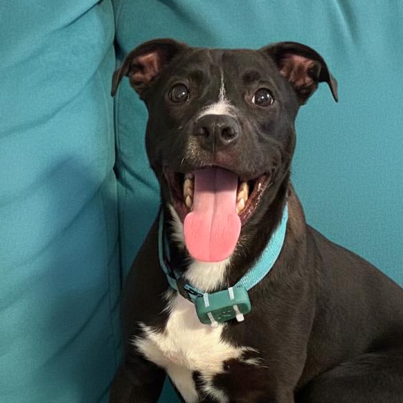 Enlarge Stitch, a Adoptable Mixed Breed in Fredericksburg, VA image 1/6