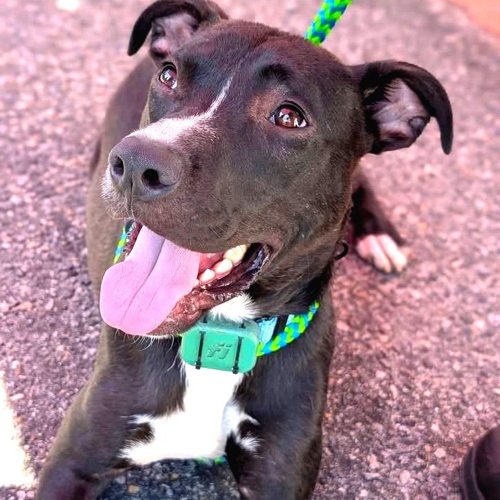 Enlarge Stitch, a Adoptable Mixed Breed in Fredericksburg, VA image 2/5
