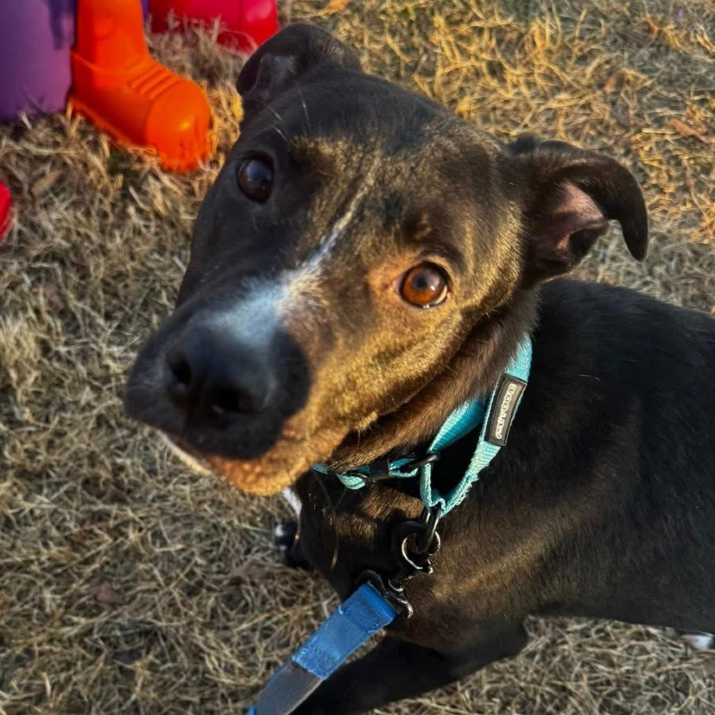 Enlarge Stitch, a Adoptable Mixed Breed in Fredericksburg, VA image 1/2