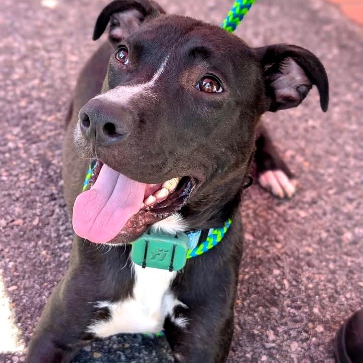 Enlarge Stitch, a Adoptable Mixed Breed in Fredericksburg, VA image 2/6