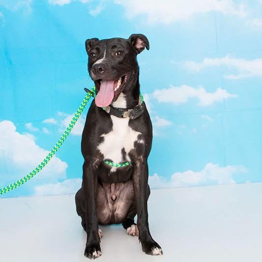 Stitch, a Adoptable Mixed Breed in Fredericksburg, VA image 2/5