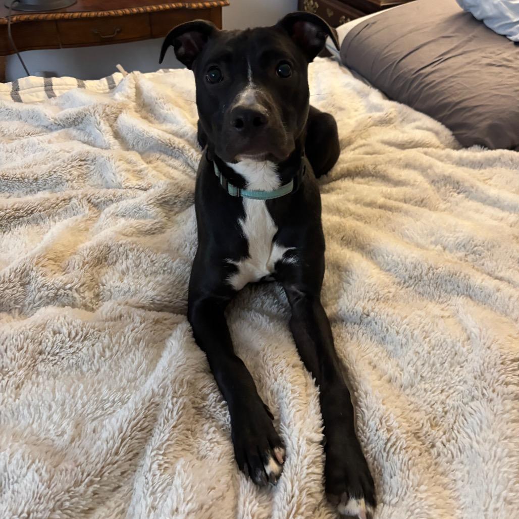 Stitch, a Adoptable Mixed Breed in Fredericksburg, VA image 3/5