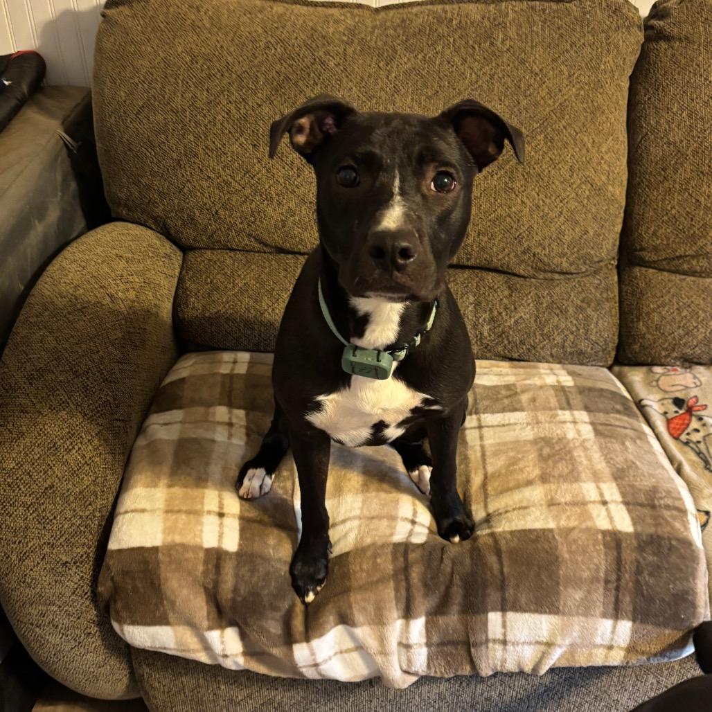 Enlarge Stitch, a Adoptable Mixed Breed in Fredericksburg, VA image 4/6